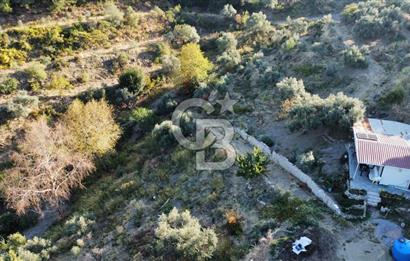 İZMİR KEMALPAŞA ÖREN'DE SATILIK 9392M2 ZEYTİNLİK VE HAZIR YAŞAM ALANI