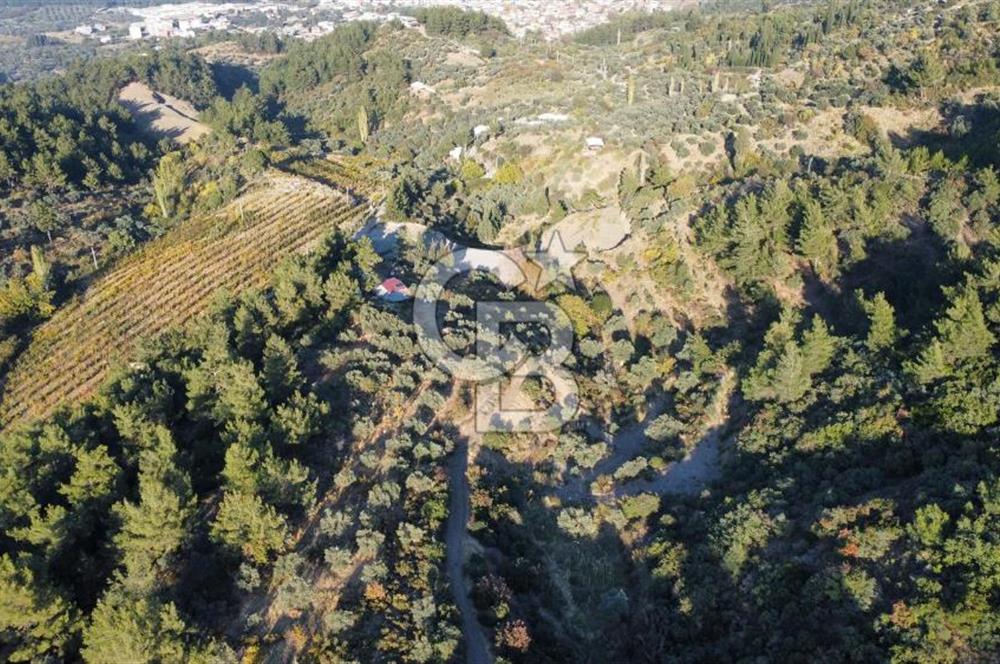 İZMİR KEMALPAŞA ÖREN'DE SATILIK 9392M2 ZEYTİNLİK VE HAZIR YAŞAM ALANI