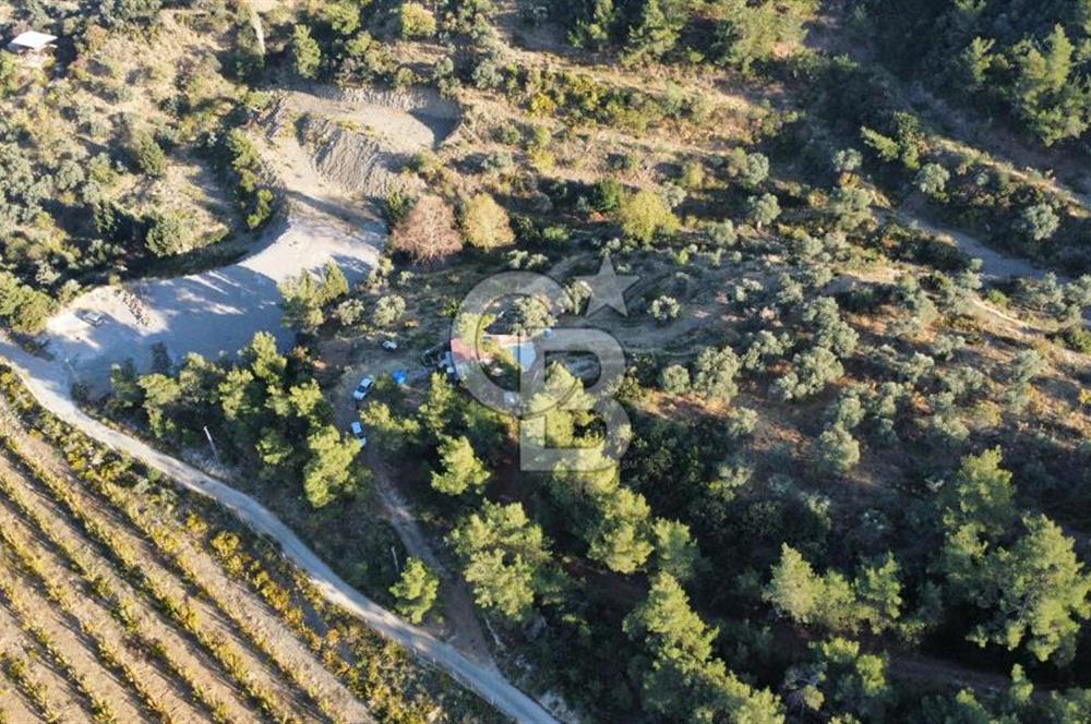 İZMİR KEMALPAŞA ÖREN'DE SATILIK 9392M2 ZEYTİNLİK VE HAZIR YAŞAM ALANI