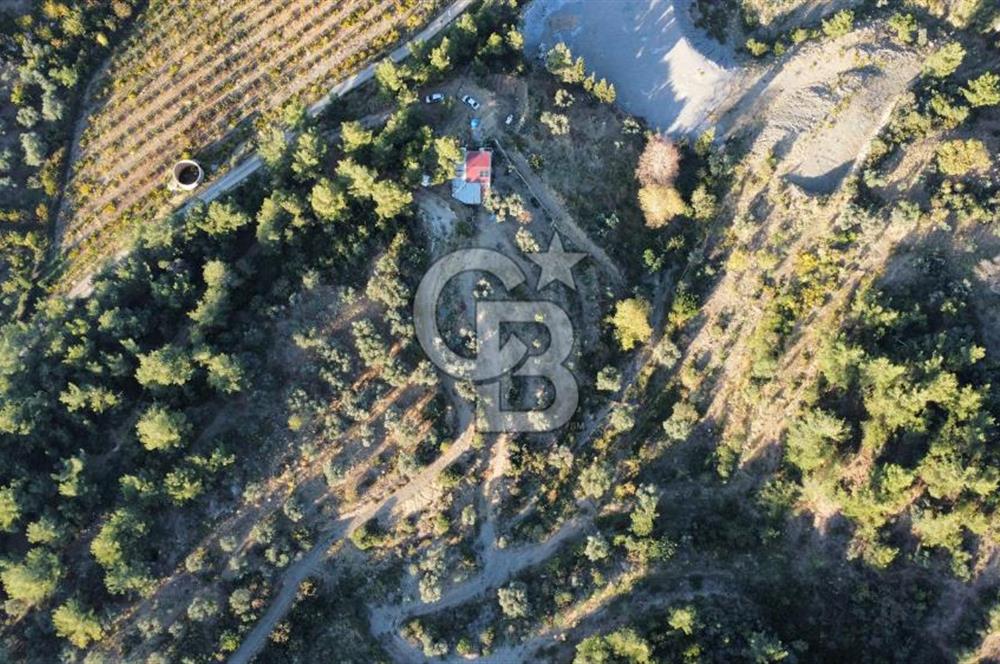 İZMİR KEMALPAŞA ÖREN'DE SATILIK 9392M2 ZEYTİNLİK VE HAZIR YAŞAM ALANI