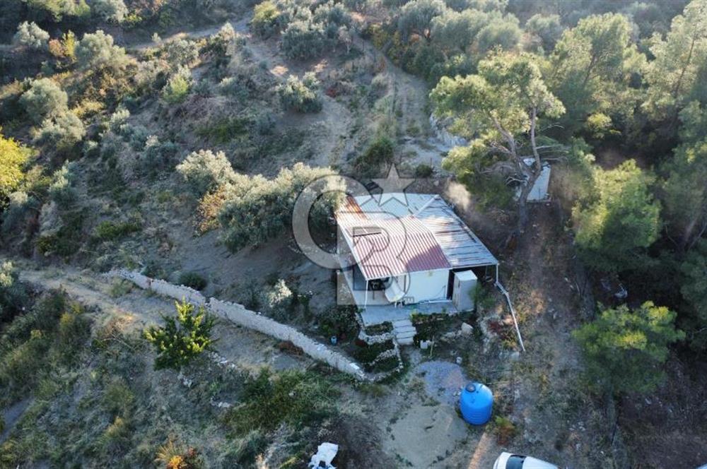 İZMİR KEMALPAŞA ÖREN'DE SATILIK 9392M2 ZEYTİNLİK VE HAZIR YAŞAM ALANI