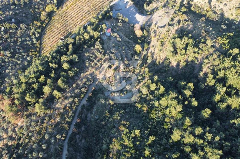 İZMİR KEMALPAŞA ÖREN'DE SATILIK 9392M2 ZEYTİNLİK VE HAZIR YAŞAM ALANI