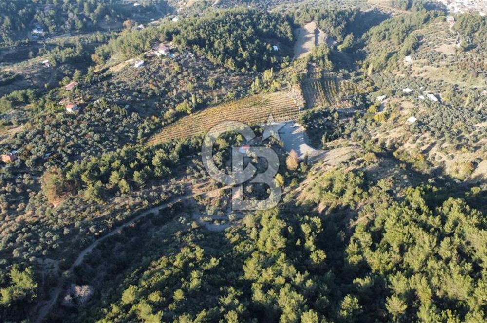 İZMİR KEMALPAŞA ÖREN'DE SATILIK 9392M2 ZEYTİNLİK VE HAZIR YAŞAM ALANI