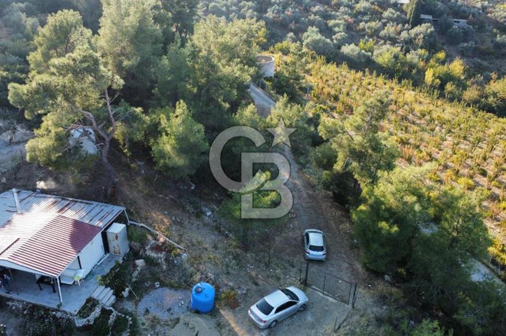 İZMİR KEMALPAŞA ÖREN'DE SATILIK 9392M2 ZEYTİNLİK VE HAZIR YAŞAM ALANI