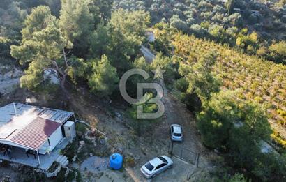 İZMİR KEMALPAŞA ÖREN'DE SATILIK 9392M2 ZEYTİNLİK VE HAZIR YAŞAM ALANI
