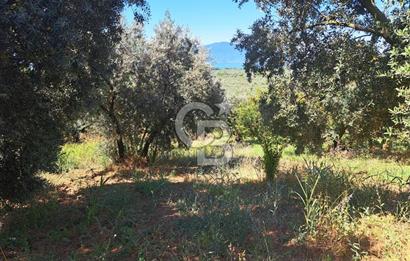 BURSA ORHANGAZİ KERAMET SATILIK GÖL MANZARALI 2112 M2 ZEYTİNLİK