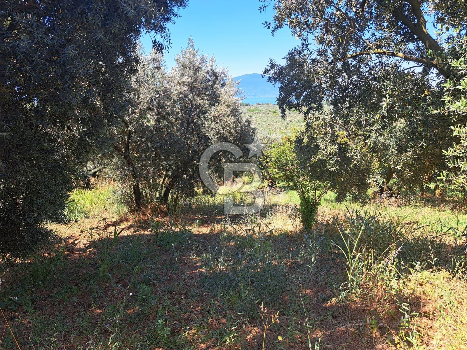 BURSA ORHANGAZİ KERAMET SATILIK GÖL MANZARALI 2112 M2 ZEYTİNLİK