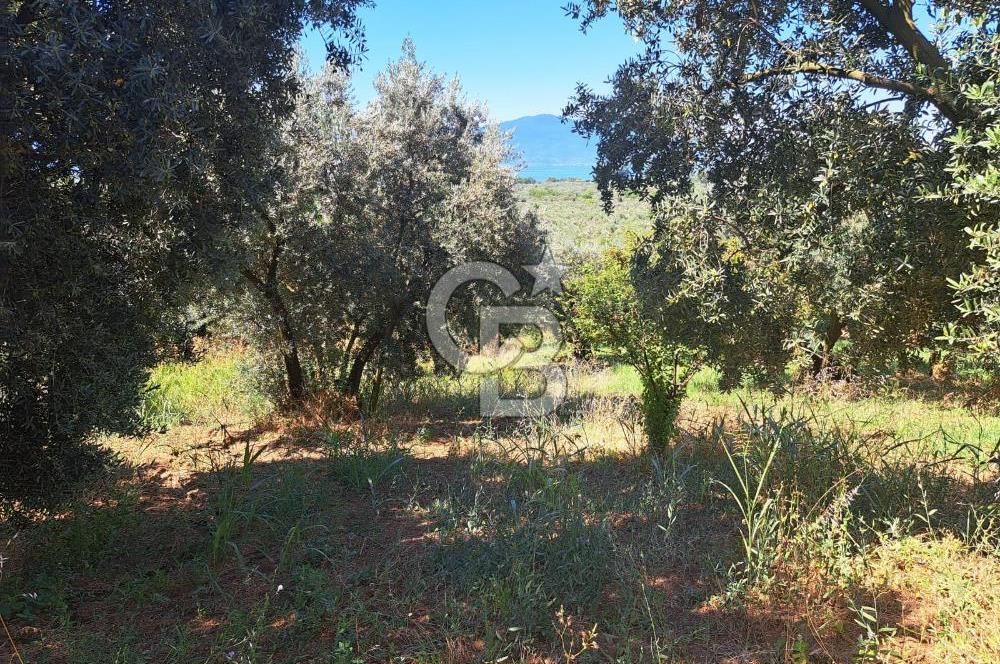 BURSA ORHANGAZİ KERAMET SATILIK GÖL MANZARALI 2112 M2 ZEYTİNLİK
