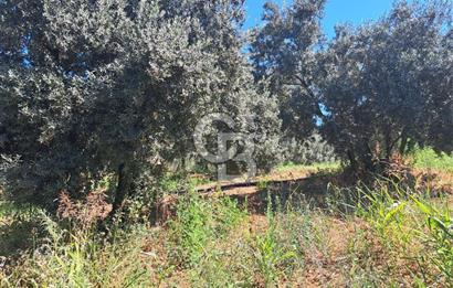 BURSA ORHANGAZİ KERAMET SATILIK GÖL MANZARALI 2112 M2 ZEYTİNLİK