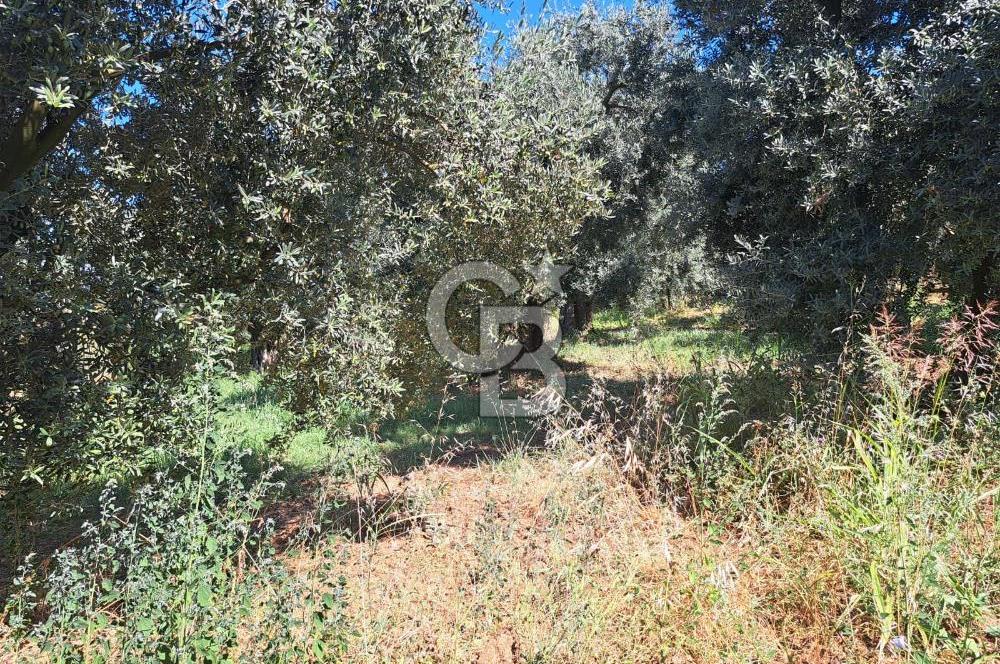 BURSA ORHANGAZİ KERAMET SATILIK GÖL MANZARALI 2112 M2 ZEYTİNLİK