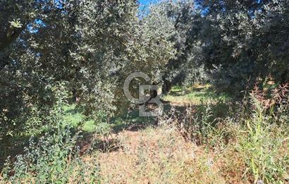 BURSA ORHANGAZİ KERAMET SATILIK GÖL MANZARALI 2112 M2 ZEYTİNLİK