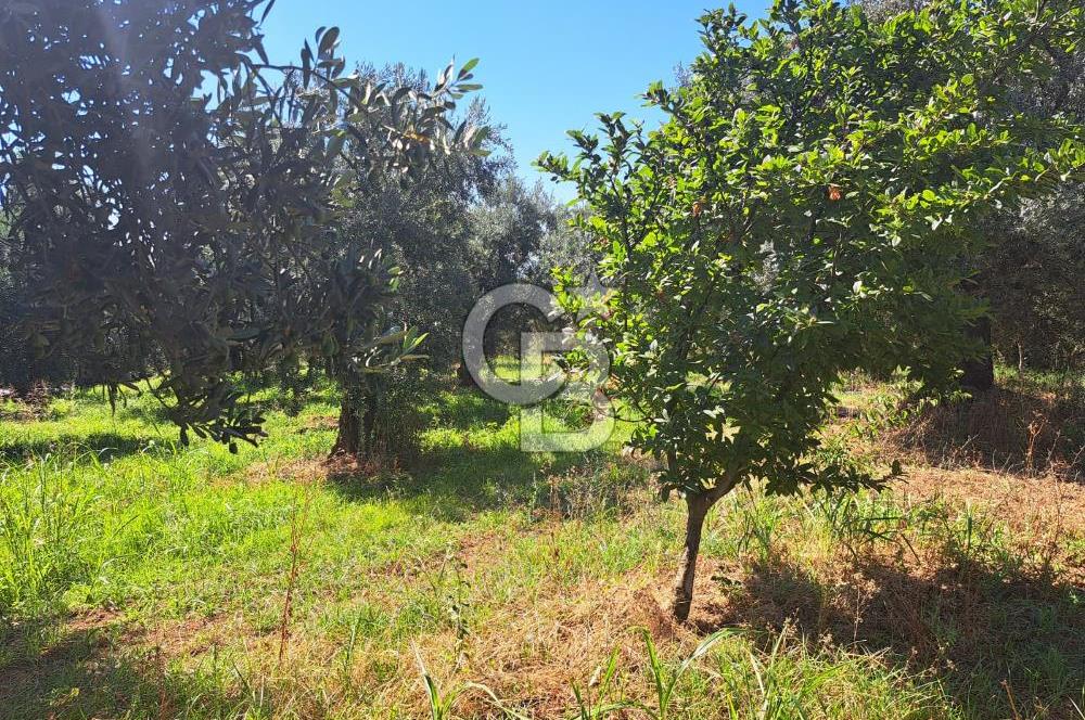 BURSA ORHANGAZİ KERAMET SATILIK GÖL MANZARALI 2112 M2 ZEYTİNLİK