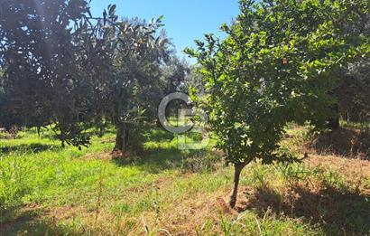 BURSA ORHANGAZİ KERAMET SATILIK GÖL MANZARALI 2112 M2 ZEYTİNLİK