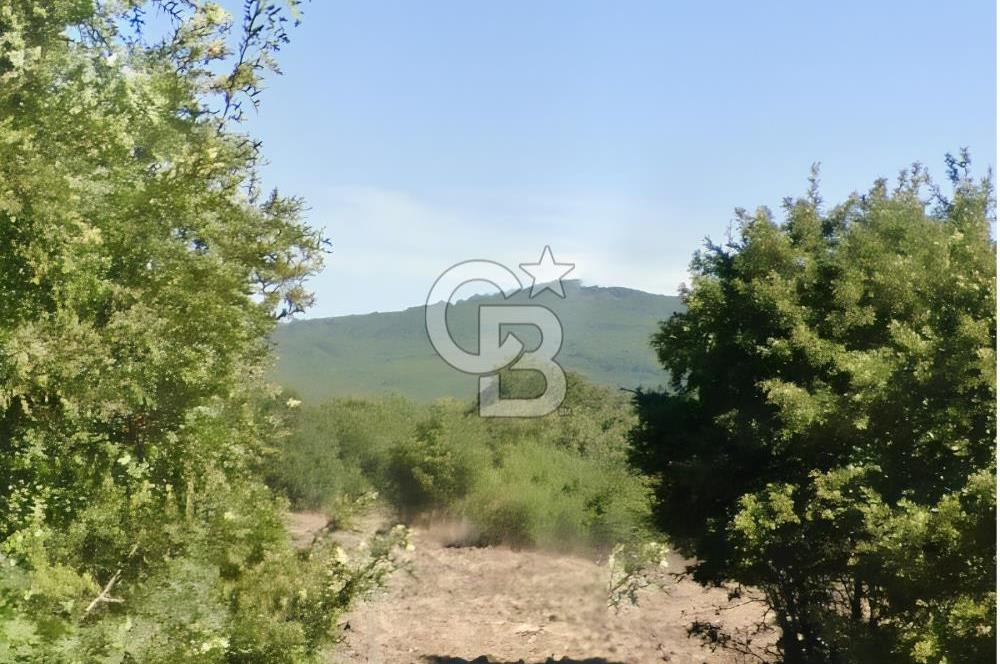 BALIKESİR BALYA ORHANLARDA 3.005 M² FIRSAT SATILIK TARLA