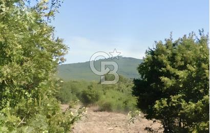 BALIKESİR BALYA ORHANLARDA 3.005 M² FIRSAT SATILIK TARLA