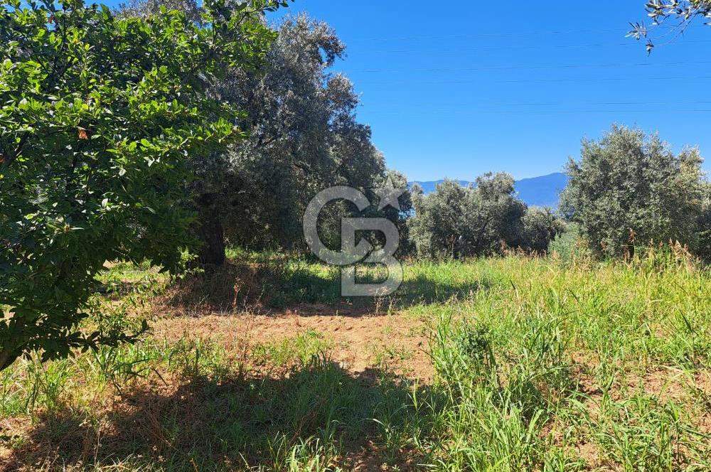 BURSA ORHANGAZİ KERAMET SATILIK GÖL MANZARALI 2112 M2 ZEYTİNLİK