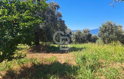 BURSA ORHANGAZİ KERAMET SATILIK GÖL MANZARALI 2112 M2 ZEYTİNLİK