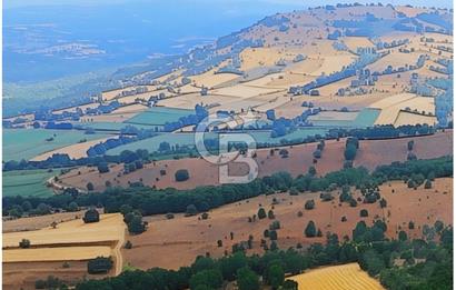 BALIKESİR KARESİ ARMUTALAN'DA 4561 M2 SATILIK TARLA