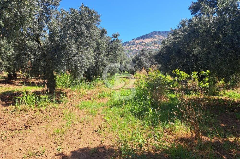 BURSA ORHANGAZİ KERAMET SATILIK GÖL MANZARALI 2112 M2 ZEYTİNLİK