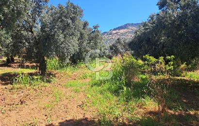 BURSA ORHANGAZİ KERAMET SATILIK GÖL MANZARALI 2112 M2 ZEYTİNLİK