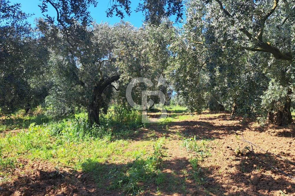 BURSA ORHANGAZİ KERAMET SATILIK GÖL MANZARALI 2112 M2 ZEYTİNLİK