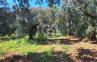 BURSA ORHANGAZİ KERAMET SATILIK GÖL MANZARALI 2112 M2 ZEYTİNLİK