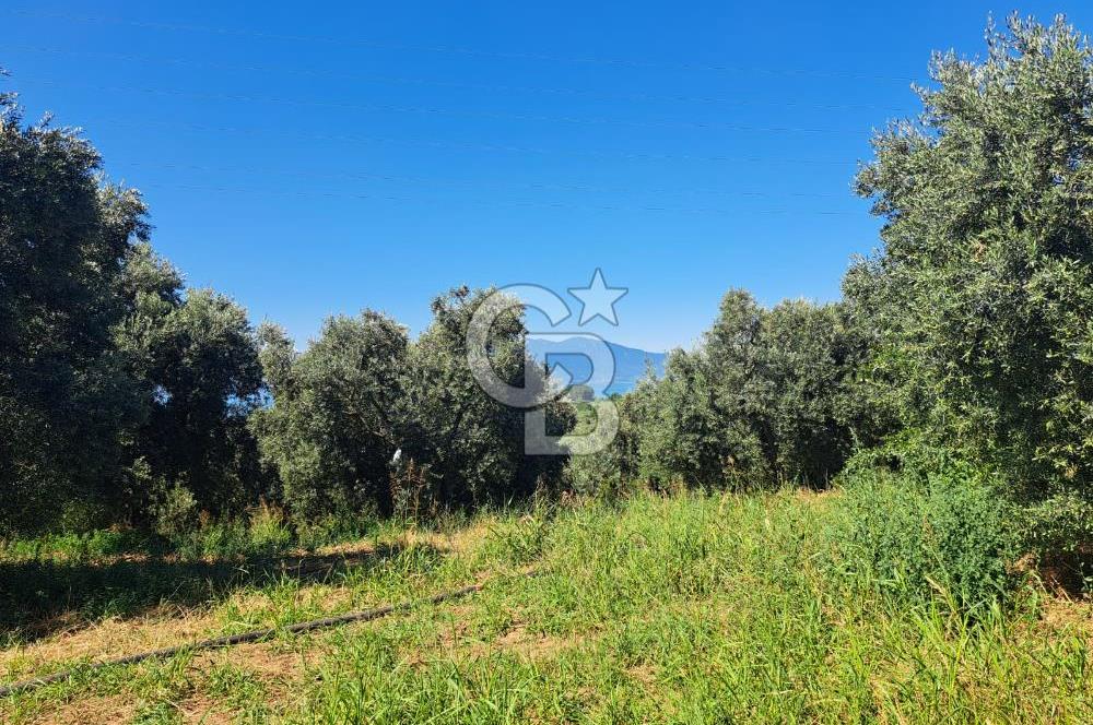 BURSA ORHANGAZİ KERAMET SATILIK GÖL MANZARALI 2112 M2 ZEYTİNLİK