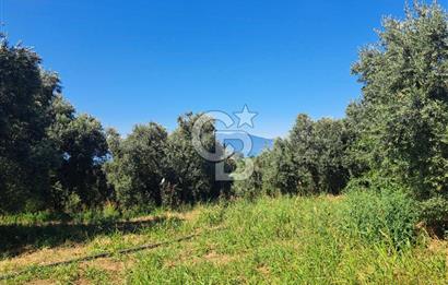 BURSA ORHANGAZİ KERAMET SATILIK GÖL MANZARALI 2112 M2 ZEYTİNLİK
