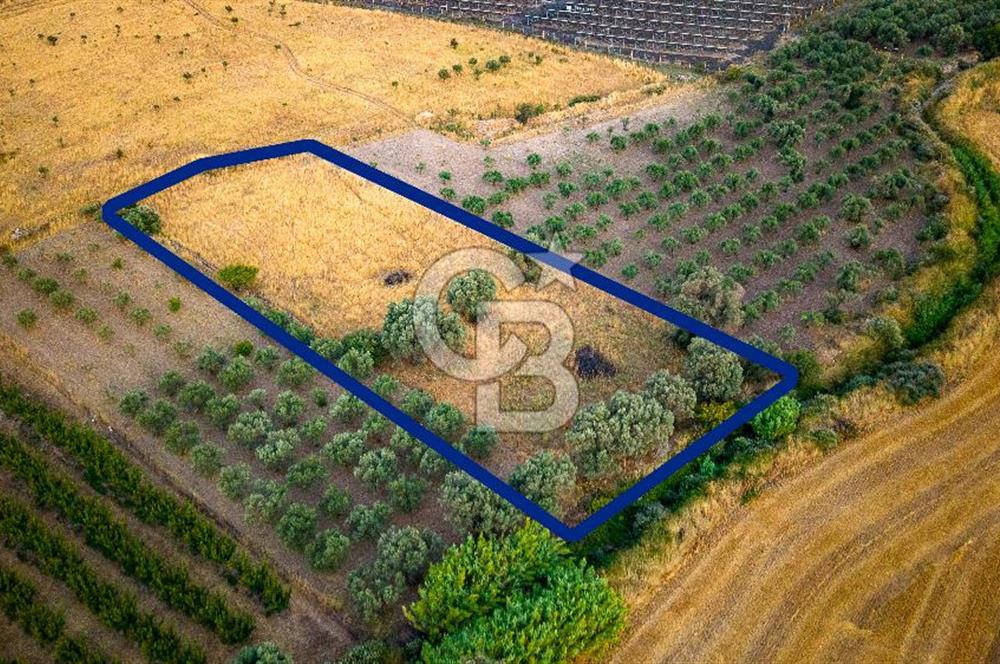 Foça Kocamehmetler'de Satılık Müstakil Tarla