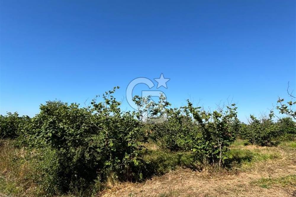KANDIRA ÜĞÜMCEDE KONUM VE ŞEKLİYLE MÜKEMMEL 5838M2 SATILIK TARLA