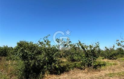 KANDIRA ÜĞÜMCEDE KONUM VE ŞEKLİYLE MÜKEMMEL 5838M2 SATILIK TARLA