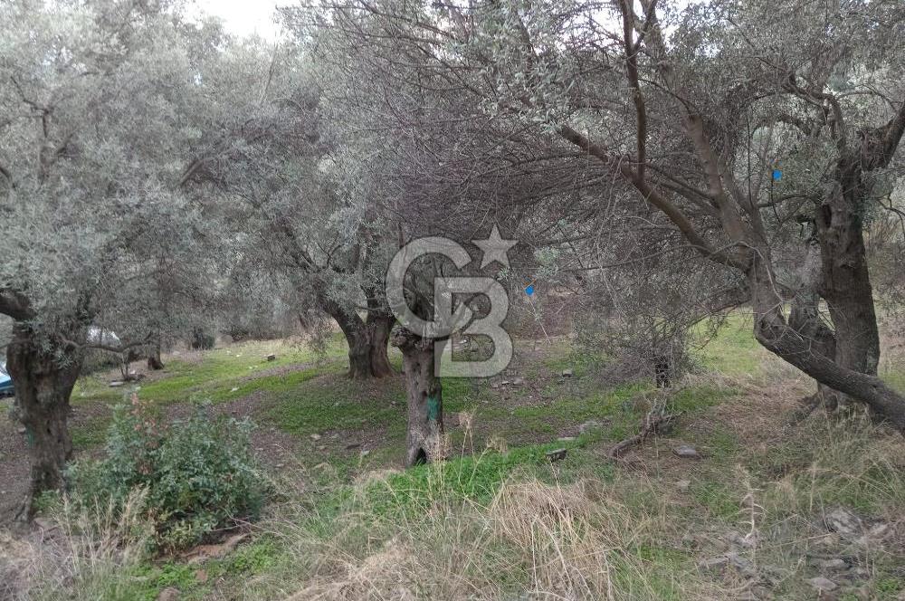 İzmir Bayındır Ergenli 1144 m² Yolu Olan Satılık Zeytinlik