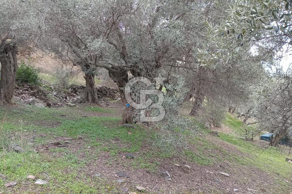 İzmir Bayındır Ergenli 1144 m² Yolu Olan Satılık Zeytinlik