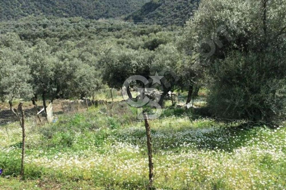 Bayındır Kızıloba Köy İçi İmara Yakın Satılık Zeytinlik