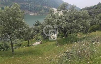 Bayındır Karapınar Yola Cepheli 5378 M2 Satılık Zeytinlik
