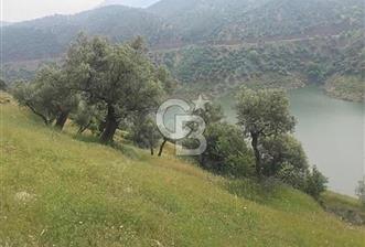 Bayındır Karapınar Yola Cepheli 5378 M2 Satılık Zeytinlik - 1 - 359164