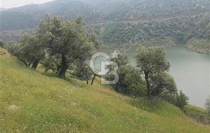 Bayındır Karapınar Yola Cepheli 5378 M2 Satılık Zeytinlik