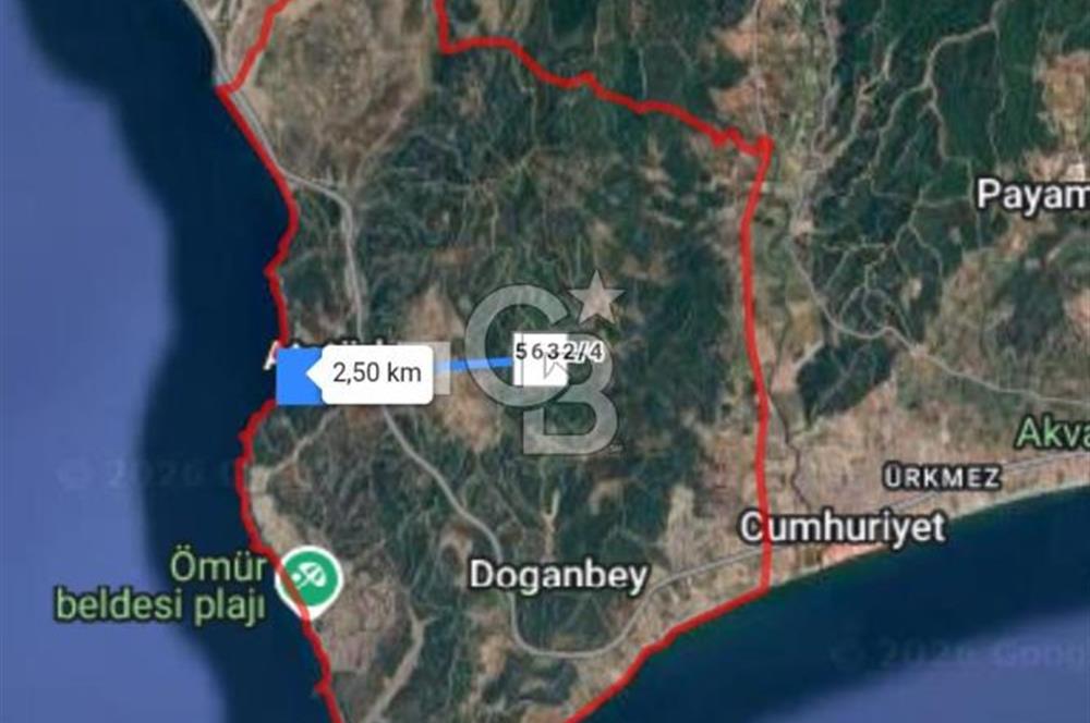 İzmir Seferihisar'da Satılık Zeytinlik