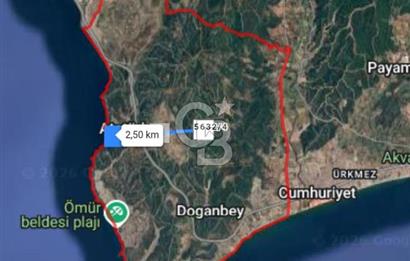 İzmir Seferihisar'da Satılık Zeytinlik