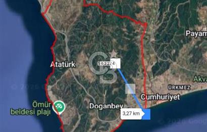 İzmir Seferihisar'da Satılık Zeytinlik