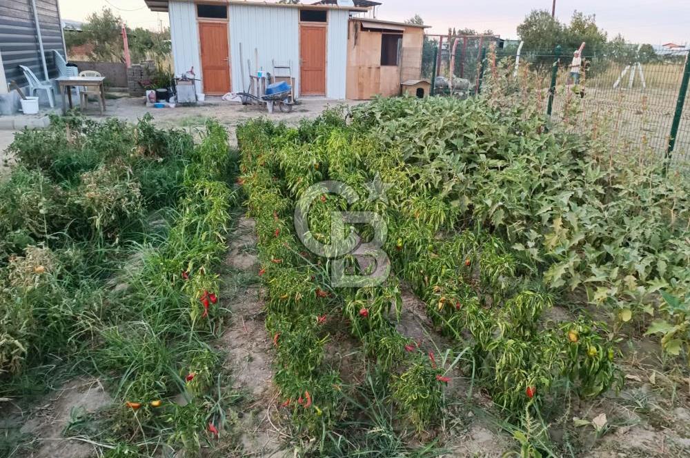 Kemalpaşa Armutlu Satılık Bağ Evi Ve Bahçesi
