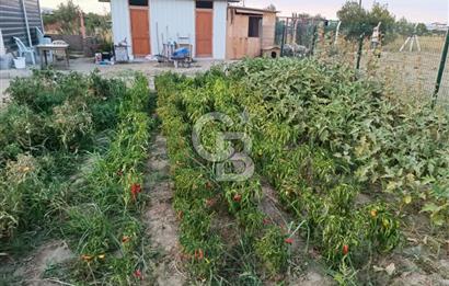 Kemalpaşa Armutlu Satılık Bağ Evi Ve Bahçesi