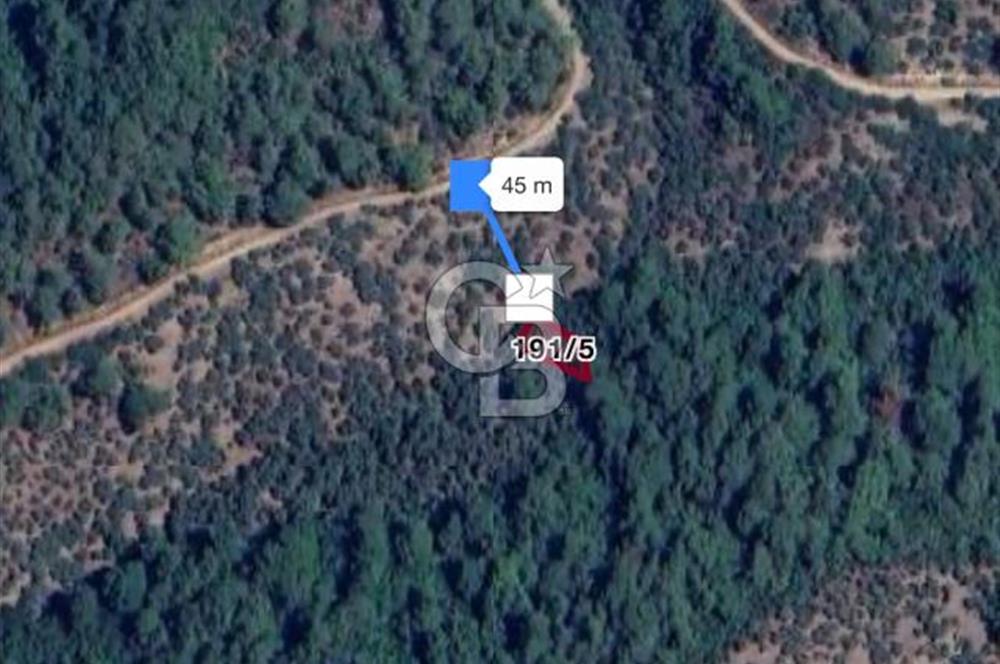 Bayındır Kaplıcalar Ve Kadastral Yol Yakını Müstakil Tapulu 297 M2 Fırsat Zeytinlik