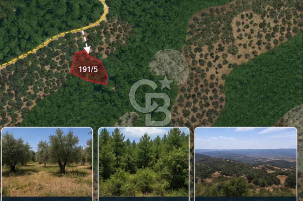 Bayındır Kaplıcalar Ve Kadastral Yol Yakını Müstakil Tapulu 297 M2 Fırsat Zeytinlik