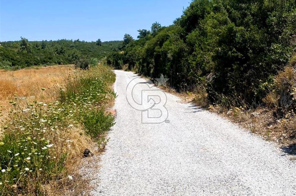 Urla Torasan’da Asfalt Cepheli, Deniz Manzaralı Eşsiz Arazi