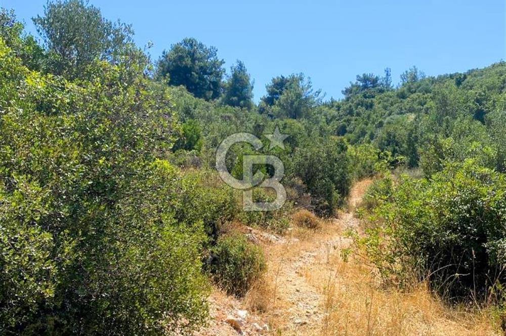 Urla Torasan’da Asfalt Cepheli, Deniz Manzaralı Eşsiz Arazi