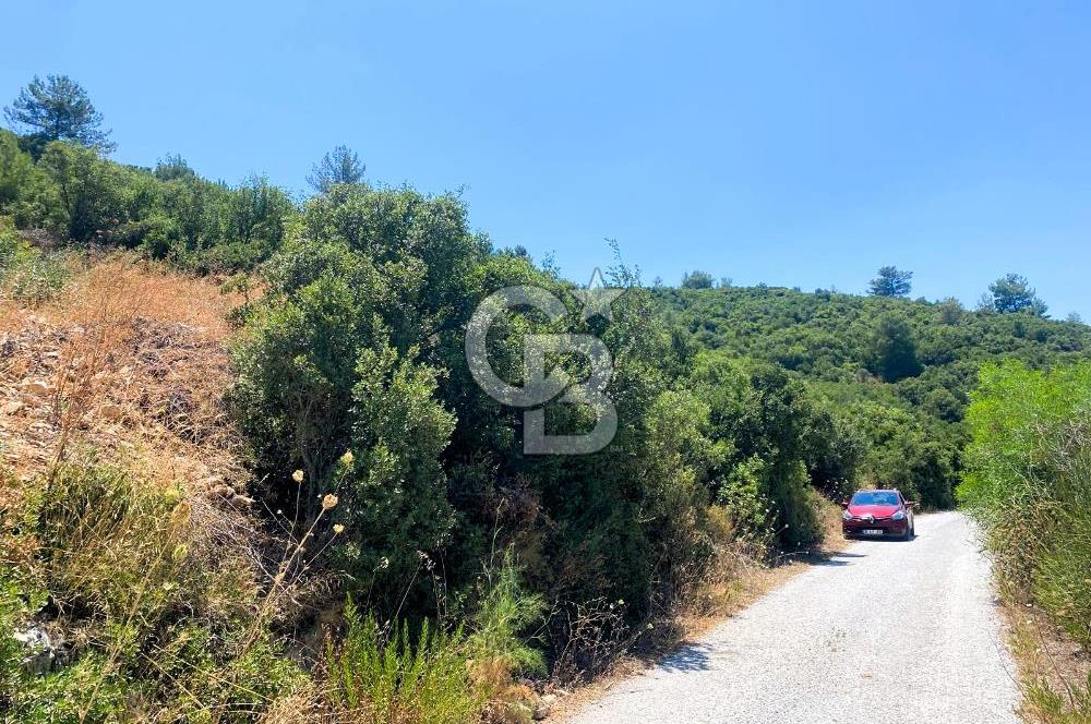 Urla Torasan’da Asfalt Cepheli, Deniz Manzaralı Eşsiz Arazi