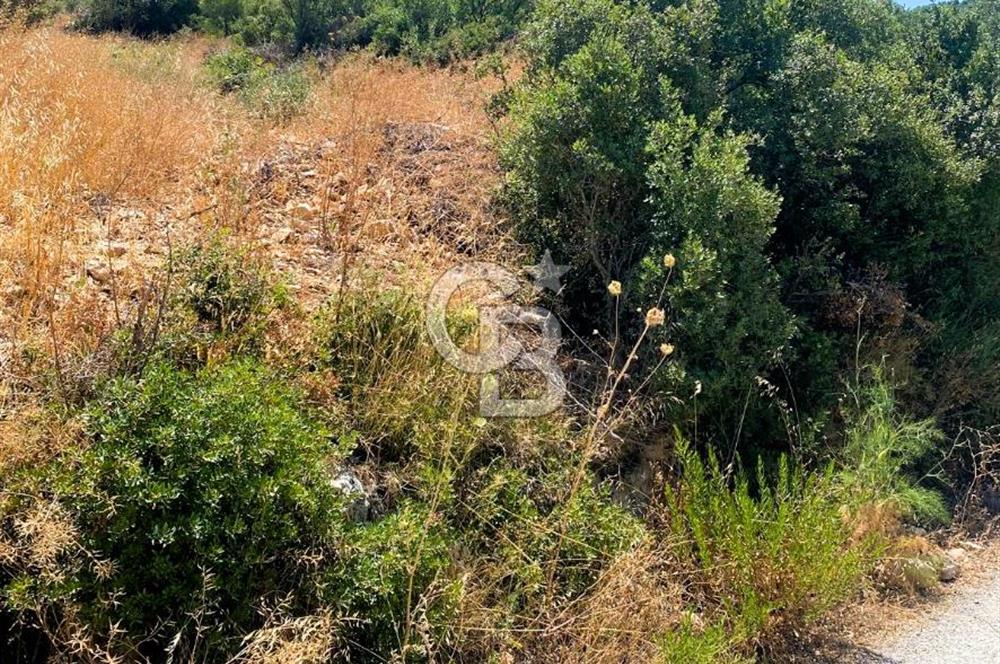 Urla Torasan’da Asfalt Cepheli, Deniz Manzaralı Eşsiz Arazi