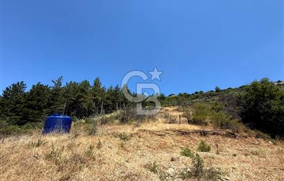 MANİSA YUNUSEMRE TURGUTALP MAHALLESİNDE SATILIK MEYVE BAHÇESİ