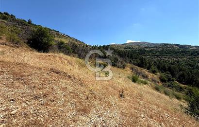 MANİSA YUNUSEMRE TURGUTALP MAHALLESİNDE SATILIK MEYVE BAHÇESİ